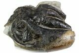 Eocene Fossil Crab (Pulalius) Cheliped - Washington State #375375-1